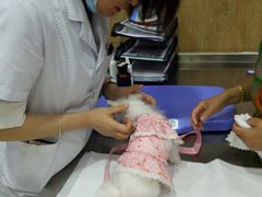 -瑞派名望24h动物医院异宠专科·猫专科·骨科·重症监护分院
