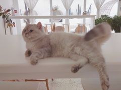 -锦鲤·咖啡(辰熙大厦店)