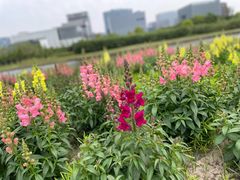 -春花秋色城市公园