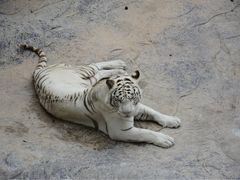-灵玲国际马戏城