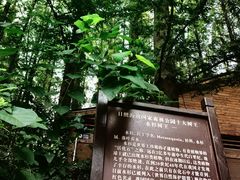 -日照海滨国家森林公园