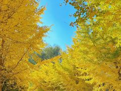 -长白岛森林公园