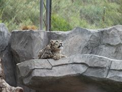 -青藏高原野生动物园
