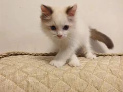 -宠爱国际动物医院· 猫科· 外科·中兽医(长白店)