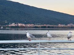 -海埂大坝