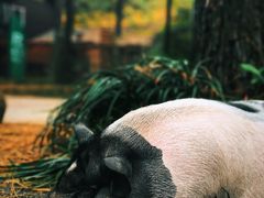 -小小饭店·休闲农庄·安吉松树林里的农家菜