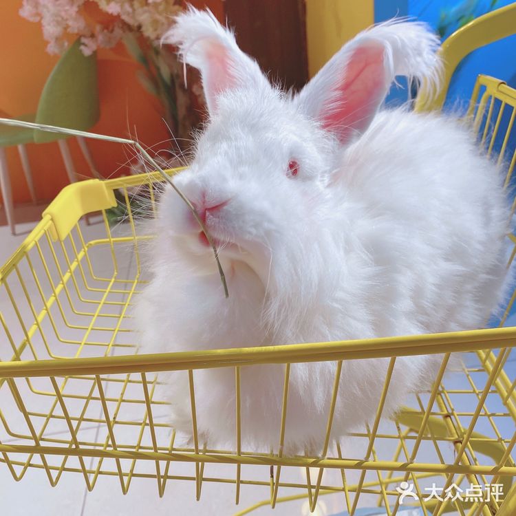 人形种草机 今天又营业了 有一家宝藏店铺 坐落在郑州