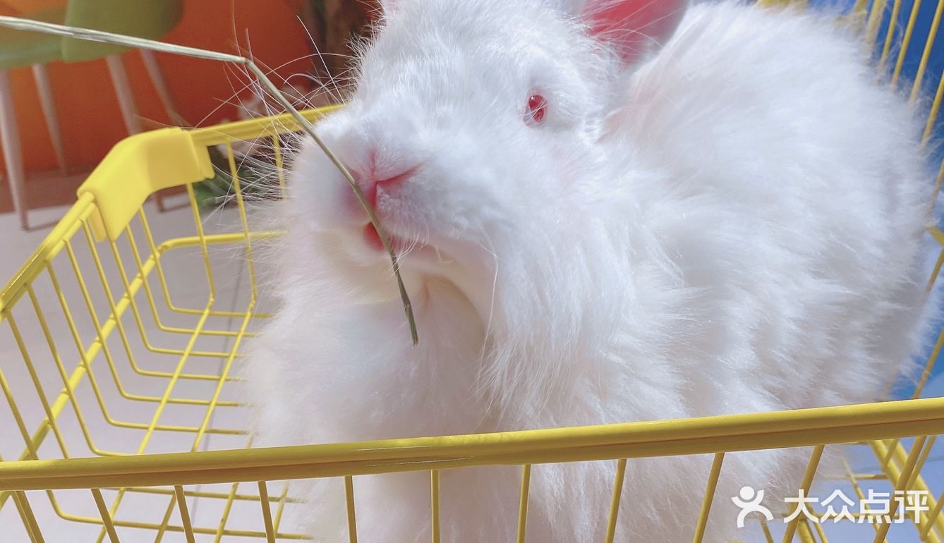 人形种草机 今天又营业了 有一家宝藏店铺 坐落在郑州