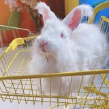 人形种草机 今天又营业了 有一家宝藏店铺 坐落在郑州