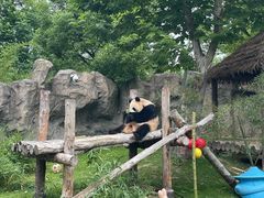 -上海野生动物园
