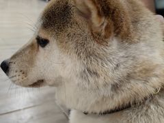 -李小姐の猫咖啡馆(五角场店)