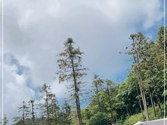 -武陵山森林公园