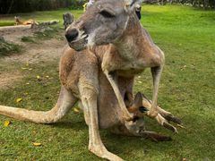 -泉州海丝野生动物世界