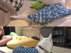 -逗柴咖啡屋·狗咖猫咖宠物桌游