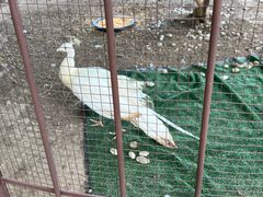 -苏州金鸡湖大酒店