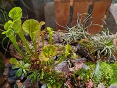 -自由生长植物工作室(深港花卉中心店)
