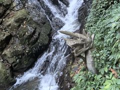 -莫里热带雨林景区