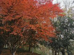 -西湖风景区-江洋畈生态公园