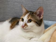 -艾贝尔宠物诊疗