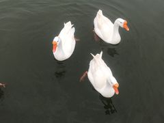 -木兰水镇旅游景区