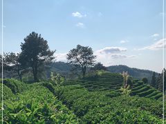 -雁南飞茶田景区