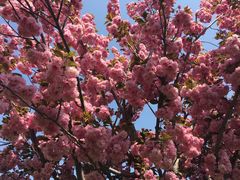 -古柏渡飞黄旅游区