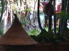 -抚仙湖生态石锅鱼野生菌(告庄店)
