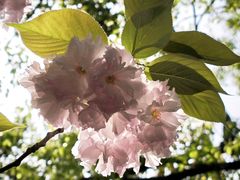 -陈家山荷花公园