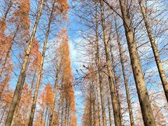 -黄海国家森林公园