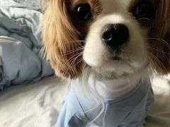 -萌宠之家·腊肠犬·马尔泰·小体犬舍