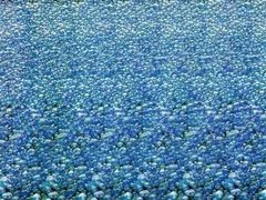-碧海金沙
