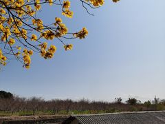 -天适樱花悠乐园