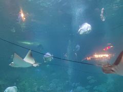 -烟台海昌鲸鲨海洋公园