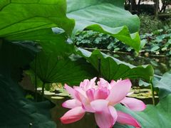 -陈家山荷花公园