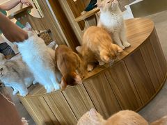 -飞行喵MR PILOT|猫舍·猫咖(静安大融城店)