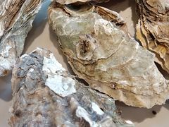 -杨氏青龙虾·羊蝎子(珠江路店)