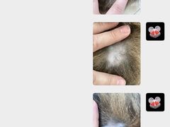 -纳吉亚猫专科动物诊疗中心(蒋宅口分院)