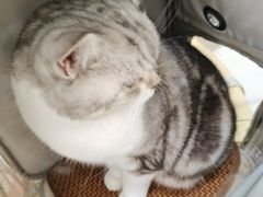 -瑞鹏宠物医院·骨科·猫科·内科(第一中心)