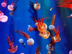 -成都浩海立方海洋公园