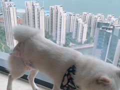 -柴犬小屋·柴餐厅·狗咖食堂(金鼎广场店)