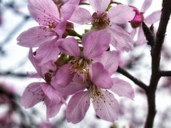 -天适樱花悠乐园