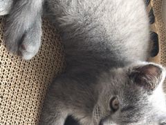 -宠爱国际动物医院·消化内科·心肾内科·ISFM猫友好(望京店)