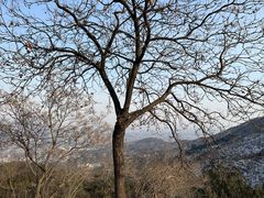 -香山公园