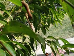 -广西壮族自治区药用植物园