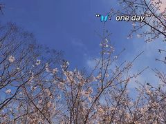 -顾村公园