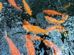 -观唐（国际）度假村温泉