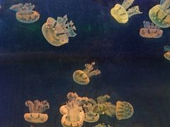 -青岛海底世界-水族馆