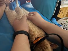 -艾贝尔宠物医院·24H转诊中心·肿瘤猫专科(江宁双龙店)
