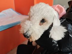 -瑞派福兴宠物医院犬猫全科·骨科·中西医结合(河东店)