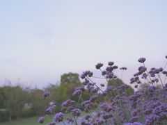 -西京湾花海